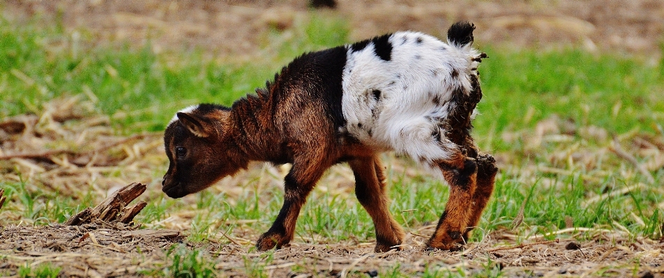 Grass meadow cute wildlife Photo