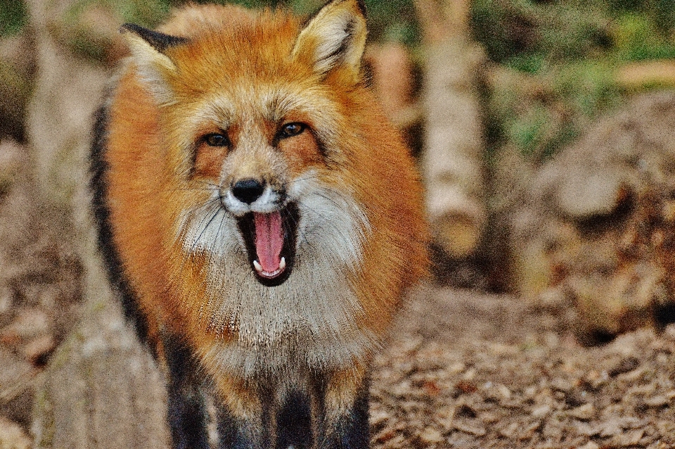 Nature animal faune zoo