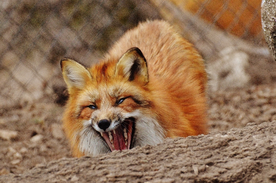 自然 動物 野生動物 動物園