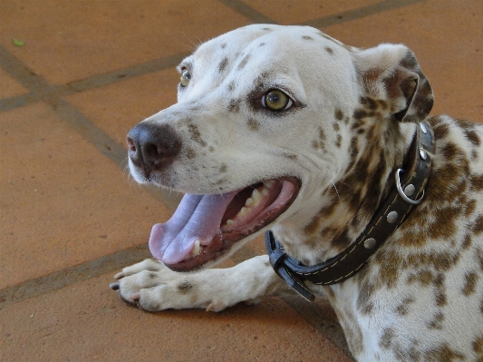 Foto Erba cane animale mammifero