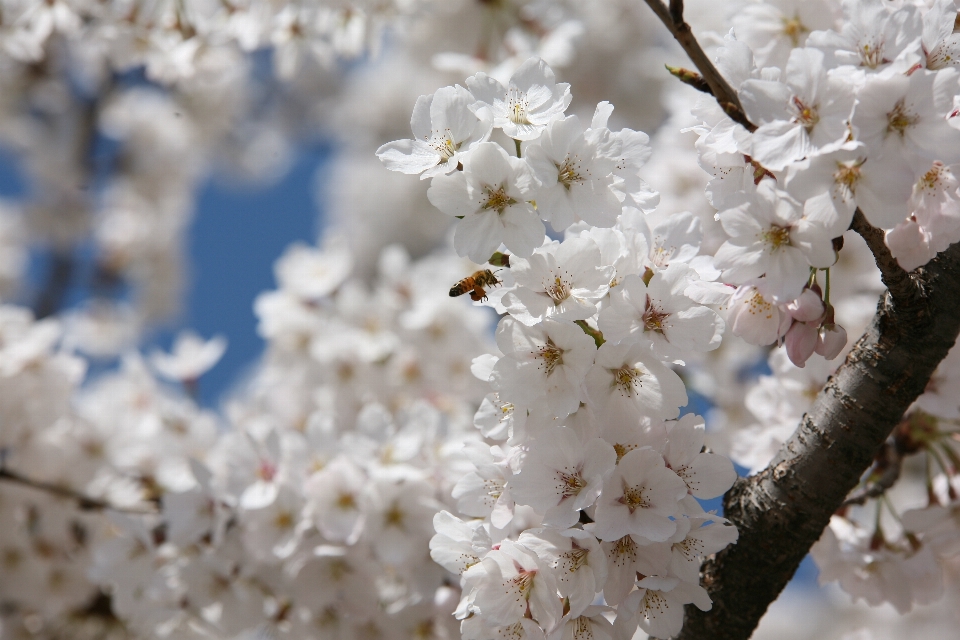 Natur zweig blüte anlage