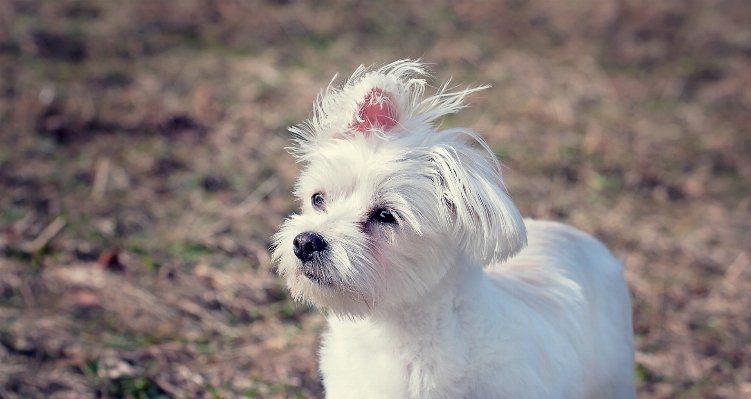 White sweet puppy dog Photo