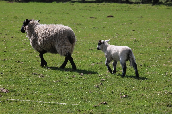 Nature grass field farm Photo