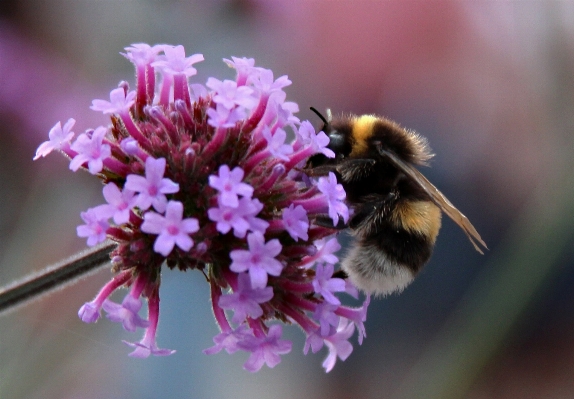 Blossom plant photography flower Photo