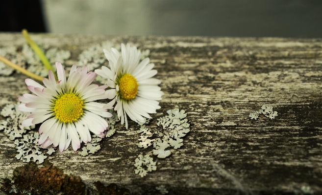 Nature grass blossom plant Photo