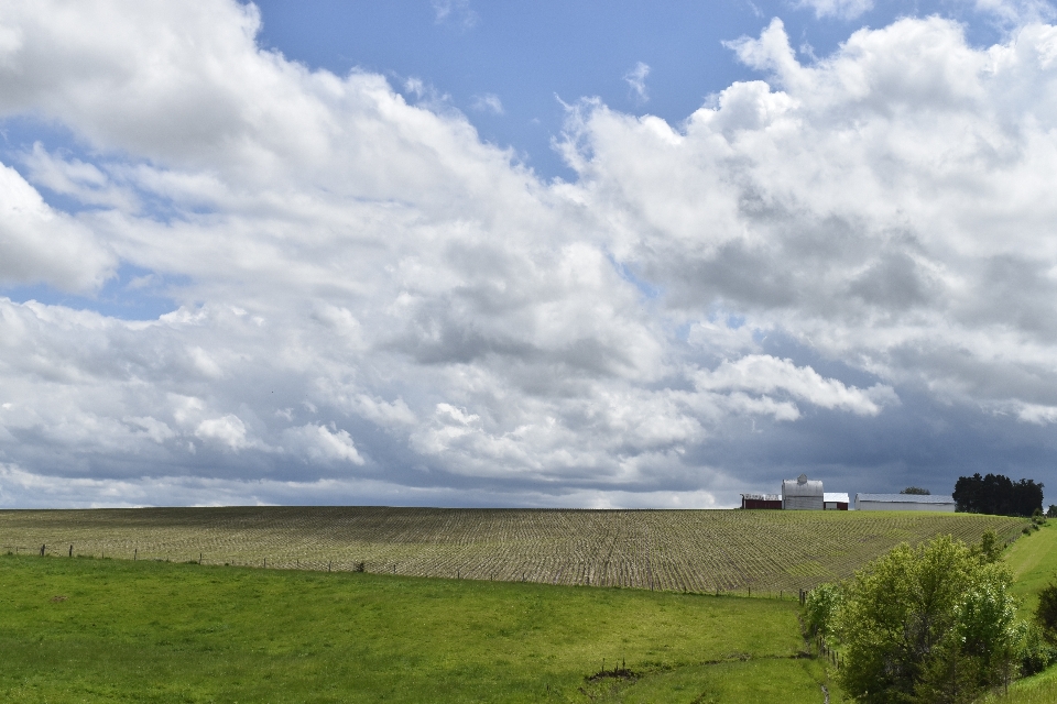 Landscape sea coast grass