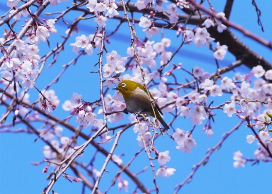 Foto Pohon cabang mekar burung