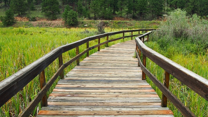 Nature path pathway grass Photo