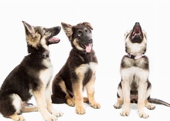 Foto Anjing satwa mamalia bertulang belakang
