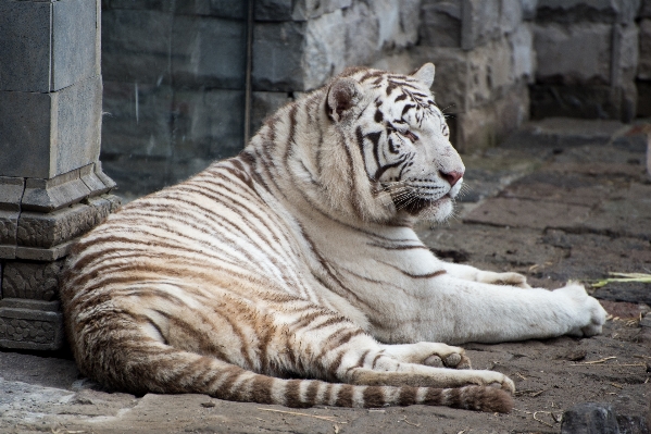 Recreation wildlife wild zoo Photo