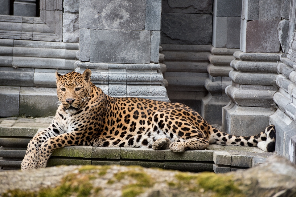 Animali selvatici zoo mammifero fauna