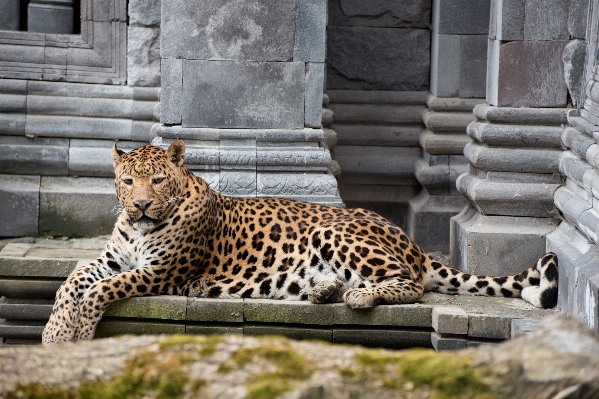 野生动物 动物园 哺乳动物 fauna 照片