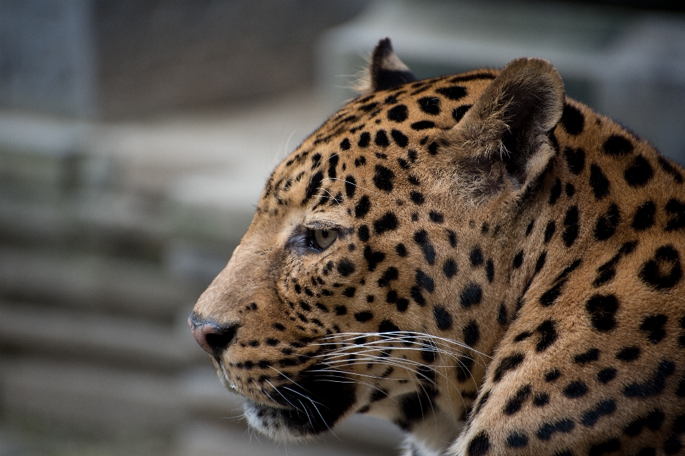 Faune zoo mammifère fauna