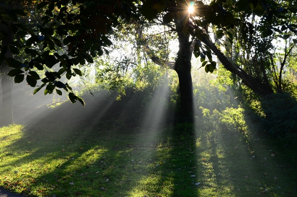 Landscape tree nature forest Photo