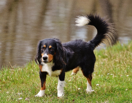 Nature meadow puppy dog Photo