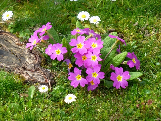 Foto Tanaman padang rumput
 bunga aster