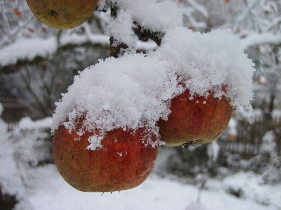 Apple дерево природа снег