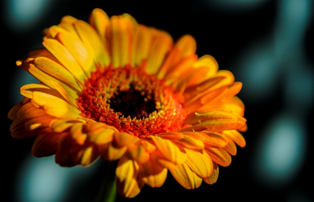 Photo Usine fleur pétale orange