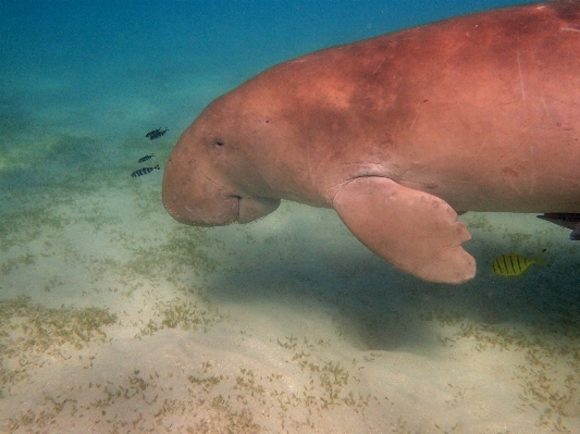 Sea diving underwater biology Photo