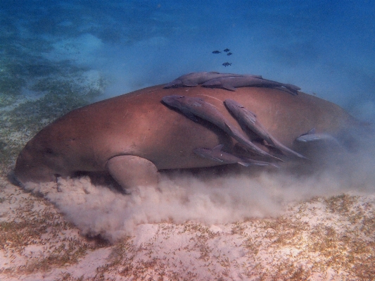 海 海洋 水中 生物学 写真