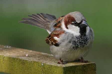 Vogel flügel tier tierwelt Foto