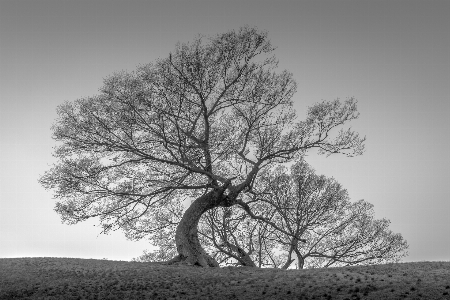 Photo Arbre nature bifurquer hiver