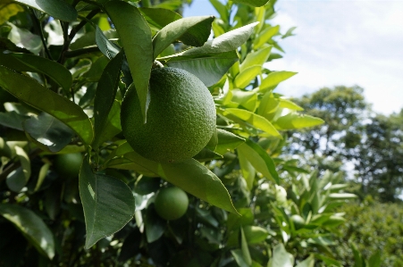 Tree branch plant fruit Photo