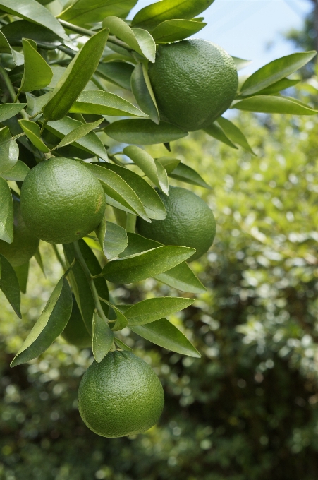 árbol rama planta fruta