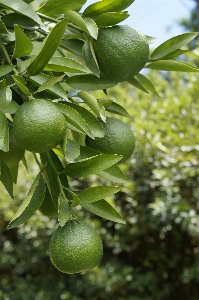 Tree branch plant fruit Photo