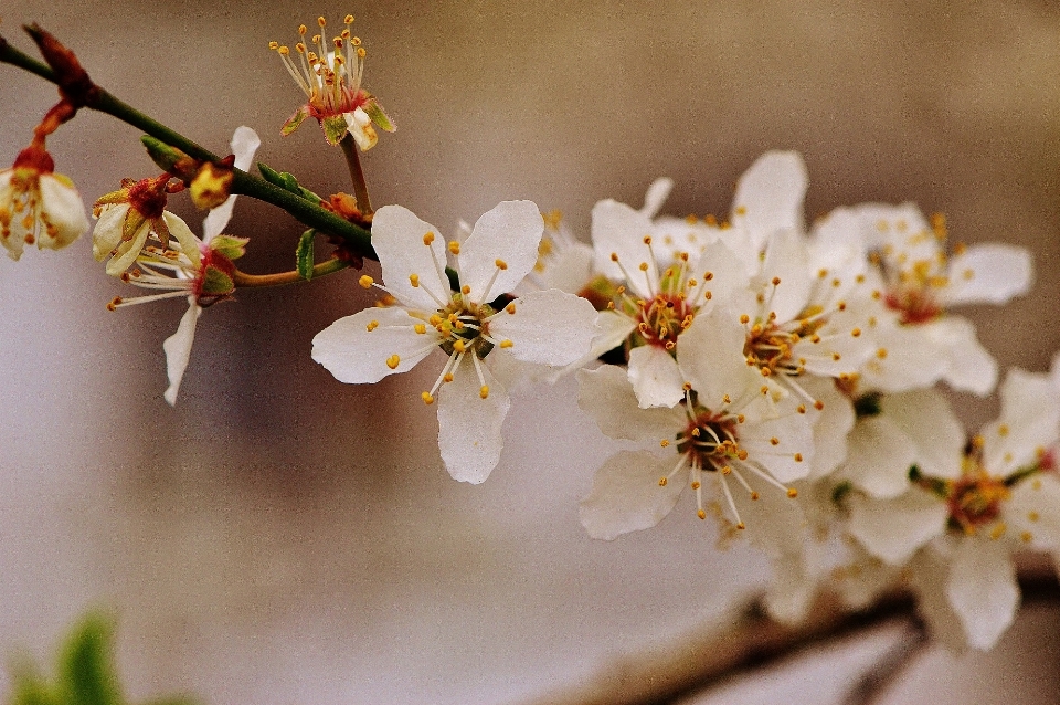 Baum natur zweig blüte