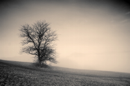 Tree nature horizon silhouette Photo