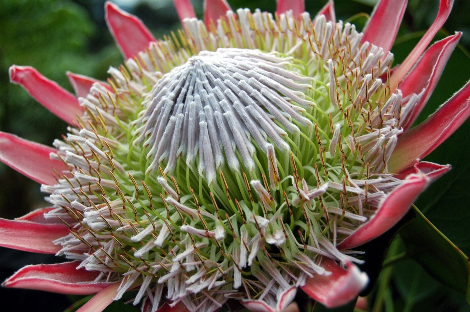 自然 开花 植物 花