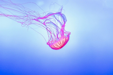 Wing glowing wave underwater Photo