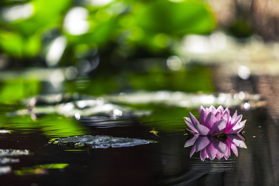 Wasser natur draussen blüte