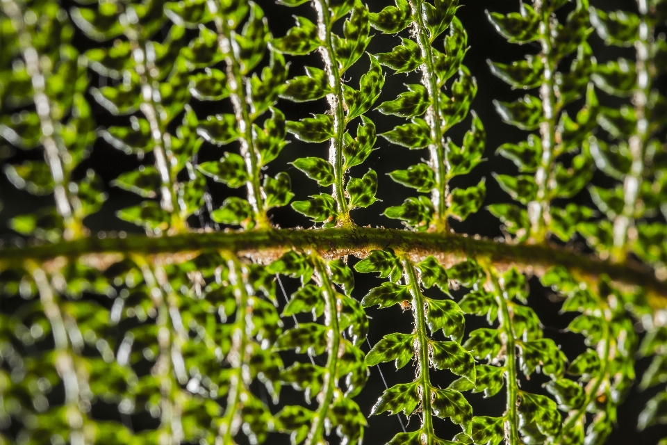 Naturaleza césped rama planta