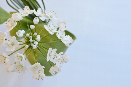 Branch blossom plant white Photo