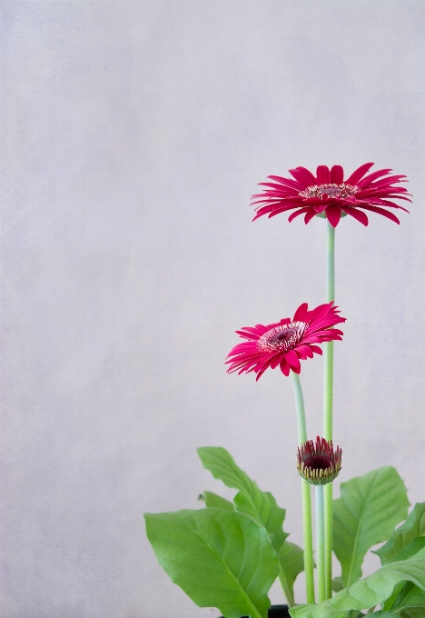 Blossom plant leaf flower