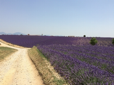 Foto Natureza plantar campo pradaria
