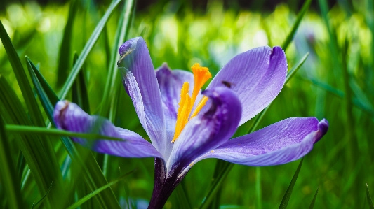 Nature grass blossom plant Photo