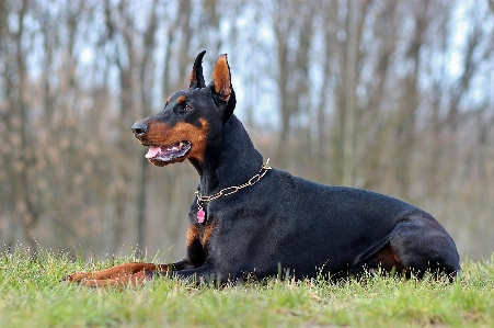 Foto Anjing satwa potret mamalia