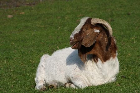 Photo Nature herbe blanc cultiver