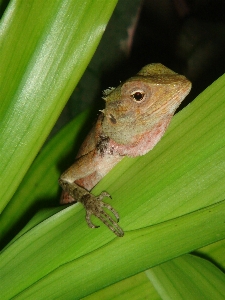 Nature leaf flower wildlife Photo