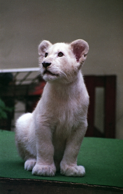 Blanco animal lindo zoo