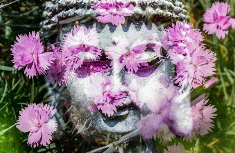 自然 花 植物 花弁 写真