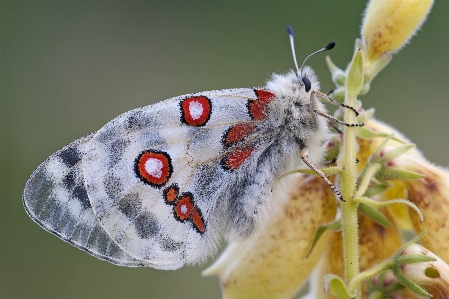 Nature blossom wing bokeh Photo