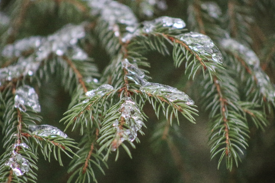 Albero ramo nevicare inverno