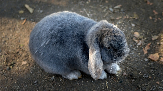 Nature animal cute wildlife Photo