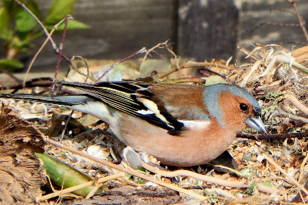 Nature branch bird wildlife Photo