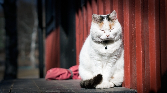 Foto Bianco animale carino domestico