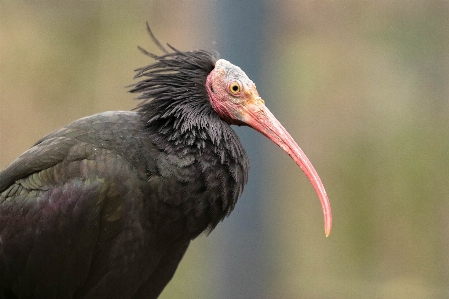 Foto Jam tangan alam burung sayap